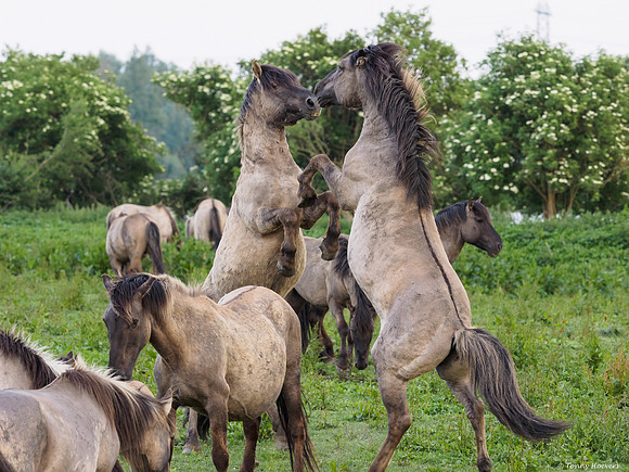 oostvaardersplassen_TH_05246