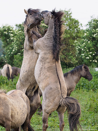 oostvaardersplassen_TH_05247