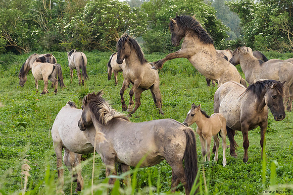 oostvaardersplassen_TH_05245