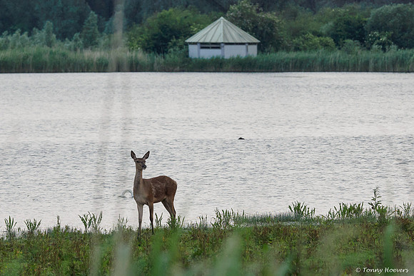 oostvaardersplassen_TH_05248