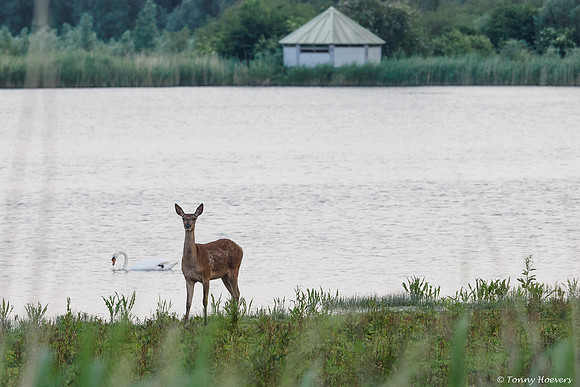 oostvaardersplassen_TH_05249