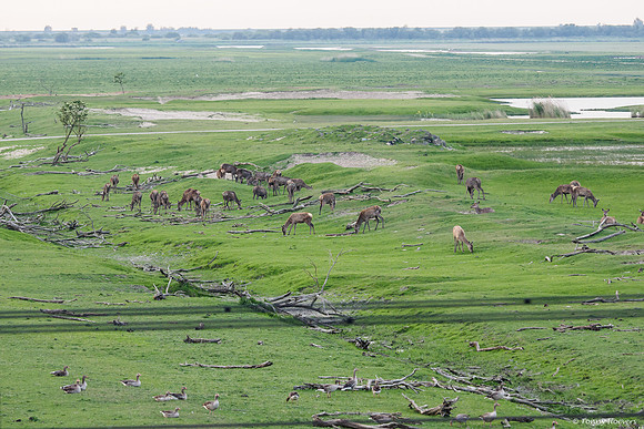 oostvaardersplassen_TH_05252