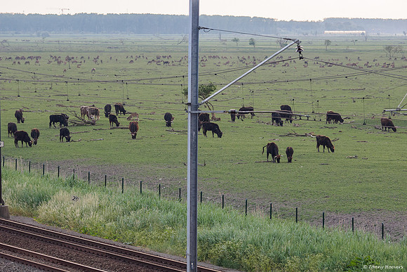 oostvaardersplassen_TH_05253