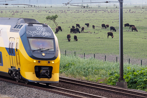 oostvaardersplassen_TH_05254