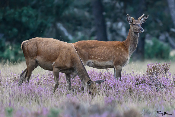 hogeveluwe_TH_1505