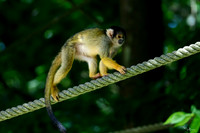 apenheul_TH_1095