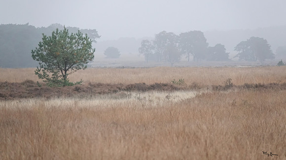 hogeveluwe_TH_1855