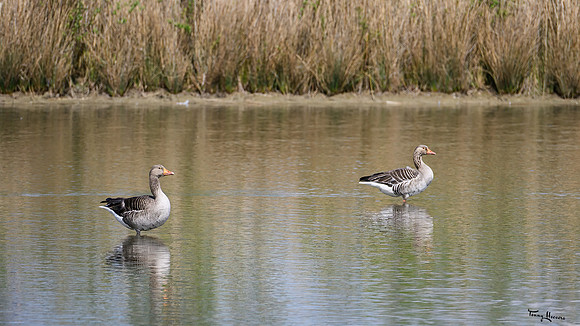lingezegen_TH_0634