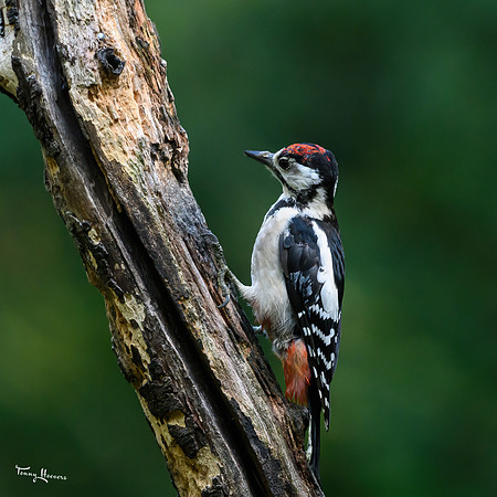 vogelhut_espelo_TH_1513