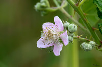 rondje_lingezegen_TH_0917