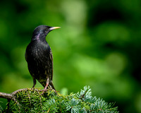 thornspic_TH_0995