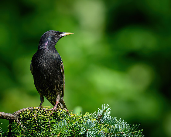 thornspic_TH_0995