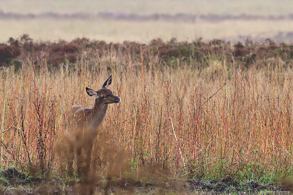 hogeveluwe_TH_06550