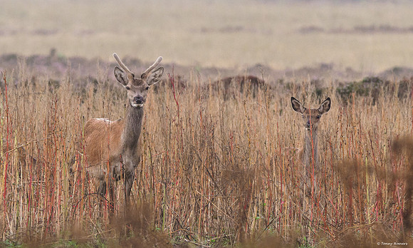 hogeveluwe_TH_06548