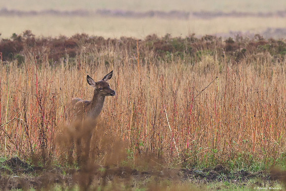 hogeveluwe_TH_06549