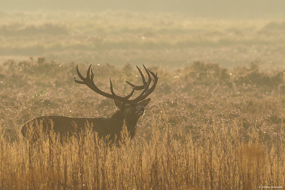 hogeveluwe_TH_06547
