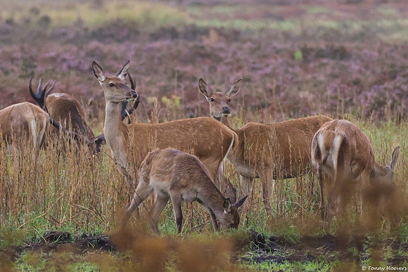hogeveluwe_TH_06551