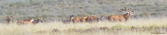 hogeveluwe_TH_06552