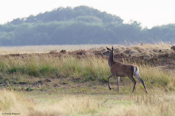 hogeveluwe_TH_06555