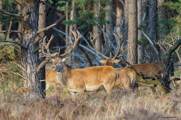 hogeveluwe_TH_06557