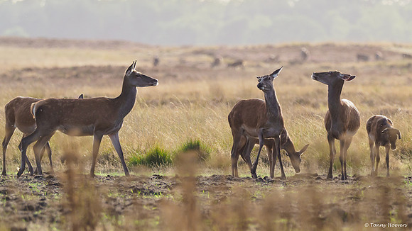 hogeveluwe_TH_06556