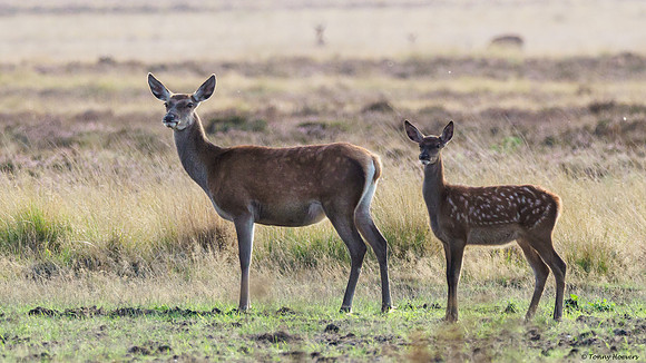 hogeveluwe_TH_06554