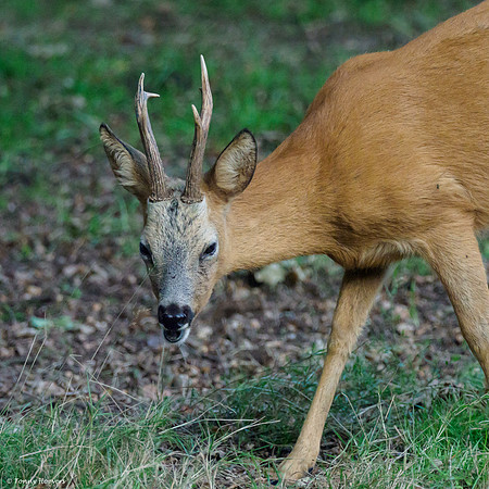 hogeveluwe_TH_06558