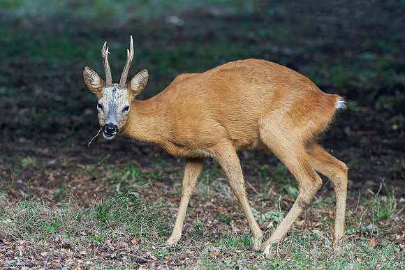 hogeveluwe_TH_06559