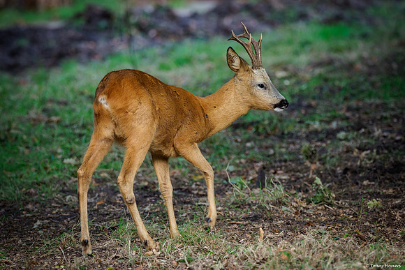hogeveluwe_TH_06560