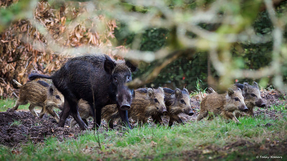 hogeveluwe_TH_06561