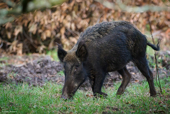 hogeveluwe_TH_06562