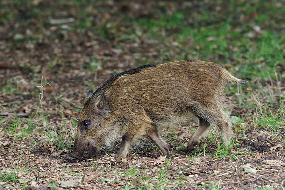 hogeveluwe_TH_06563