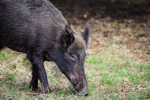 hogeveluwe_TH_06564