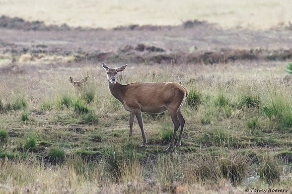 hogeveluwe_TH_06565