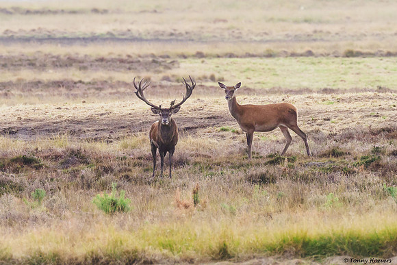 hogeveluwe_TH_06569