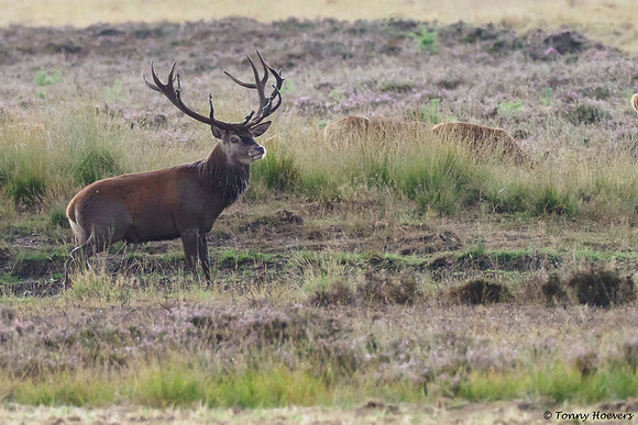hogeveluwe_TH_06568