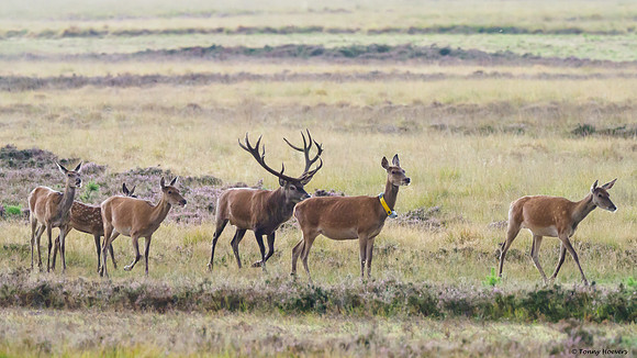 hogeveluwe_TH_06566