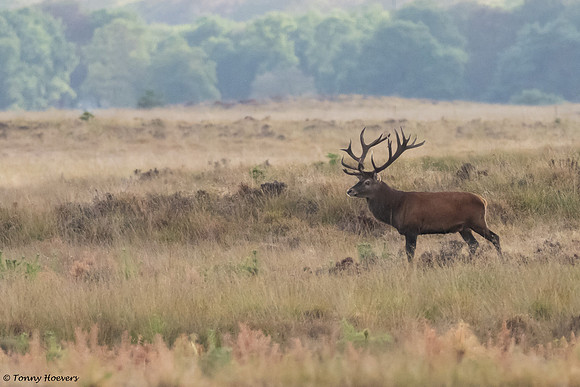 hogeveluwe_TH_06570