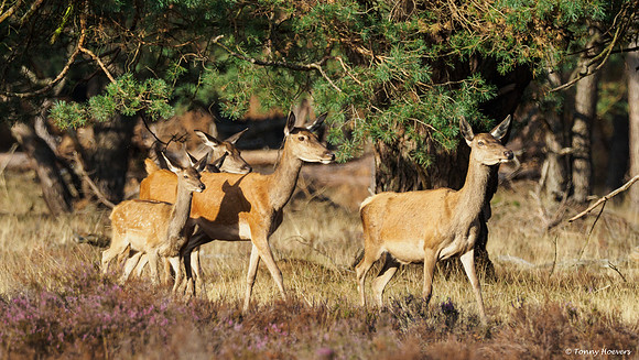 hogeveluwe_TH_06572