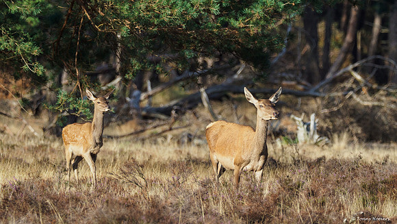 hogeveluwe_TH_06573