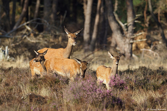 hogeveluwe_TH_06574