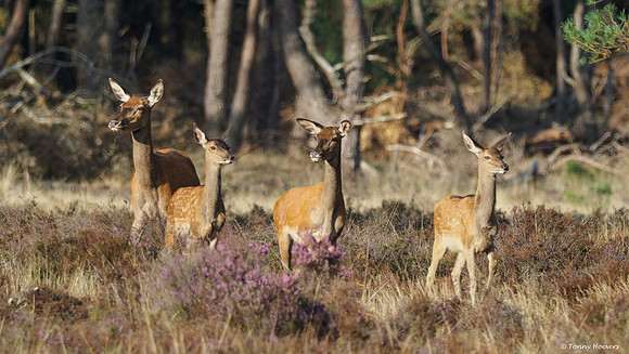 hogeveluwe_TH_06575