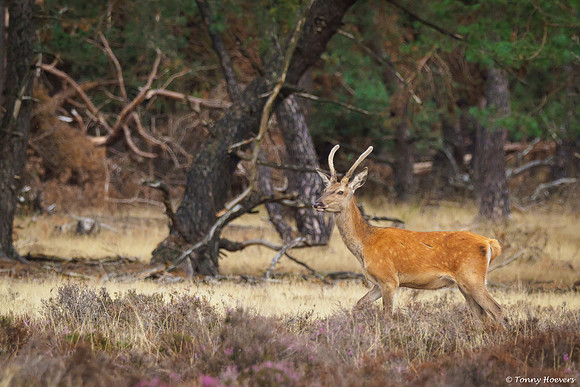 hogeveluwe_TH_06571