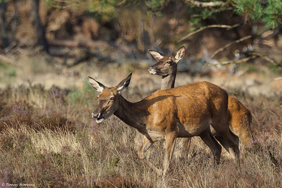hogeveluwe_TH_06576