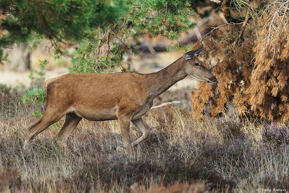 hogeveluwe_TH_06577