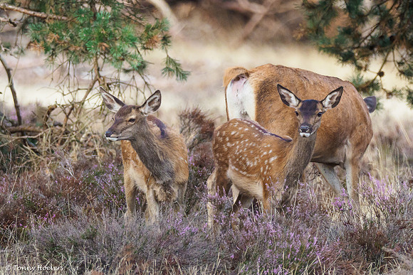 hogeveluwe_TH_06578