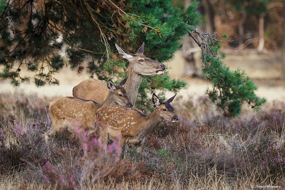 hogeveluwe_TH_06579