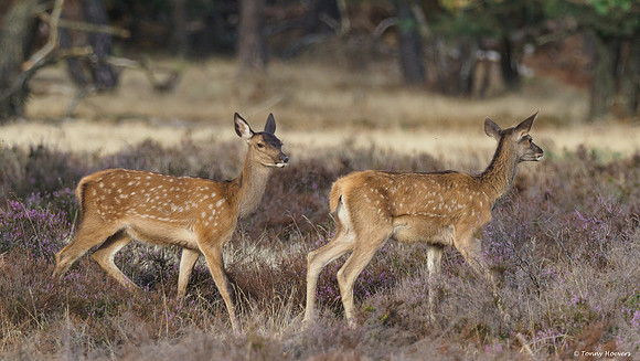 hogeveluwe_TH_06580