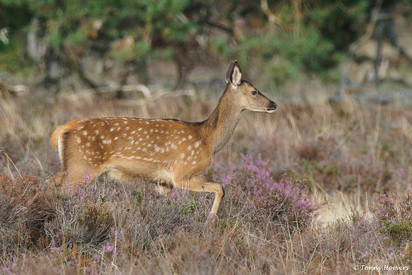hogeveluwe_TH_06581