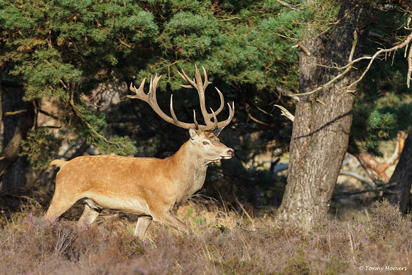 hogeveluwe_TH_06582